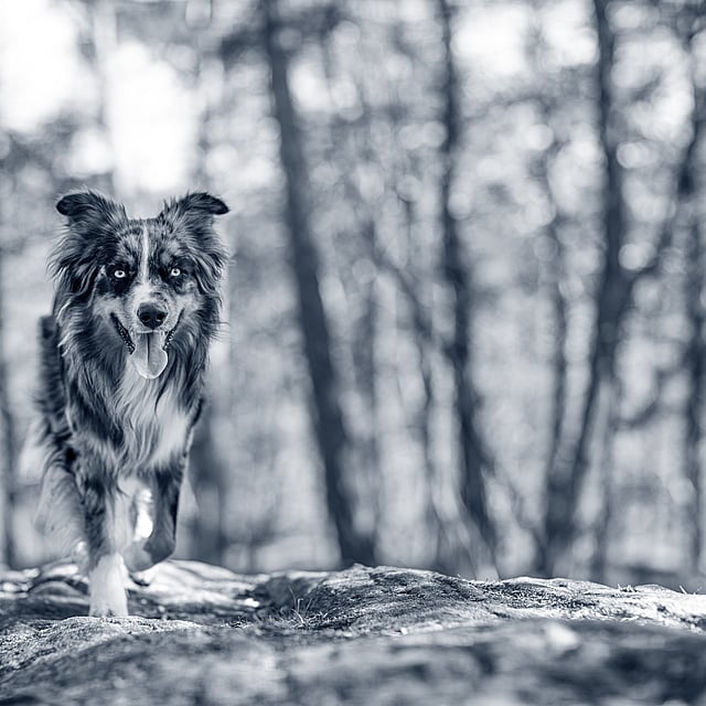 En hund som løper på en stein.