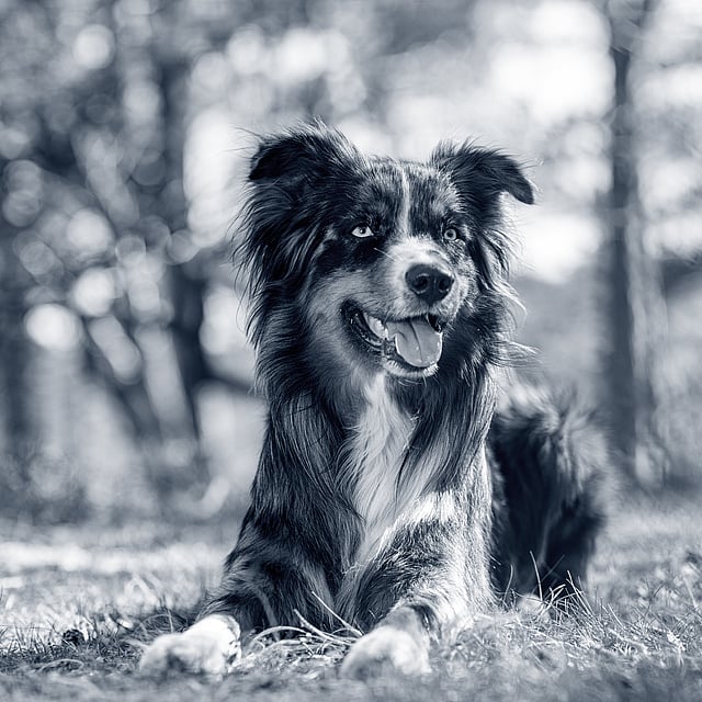 En hund som ligger i gresset.