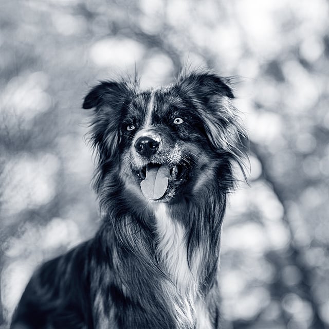 En hund med tungen ut.