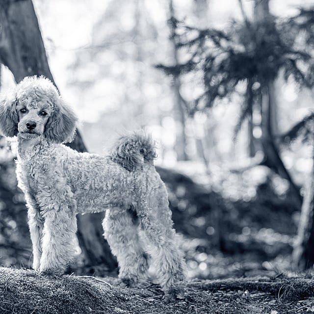 En hund som står i skogen.