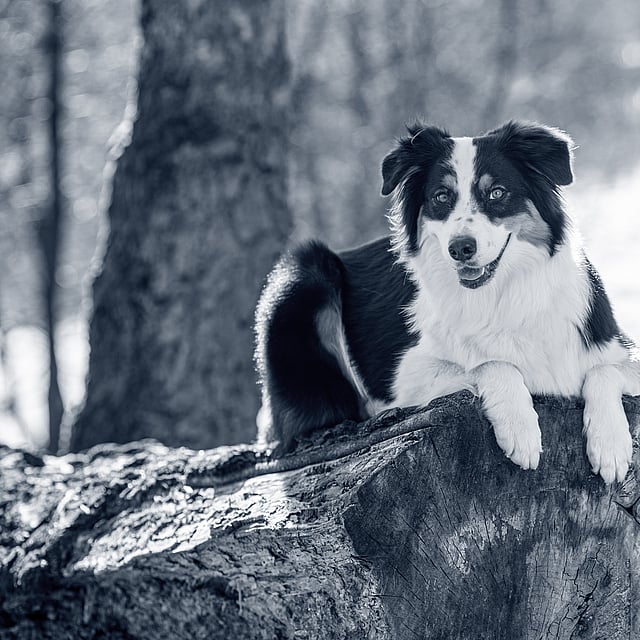 En hund som ligger på en trestubbe.
