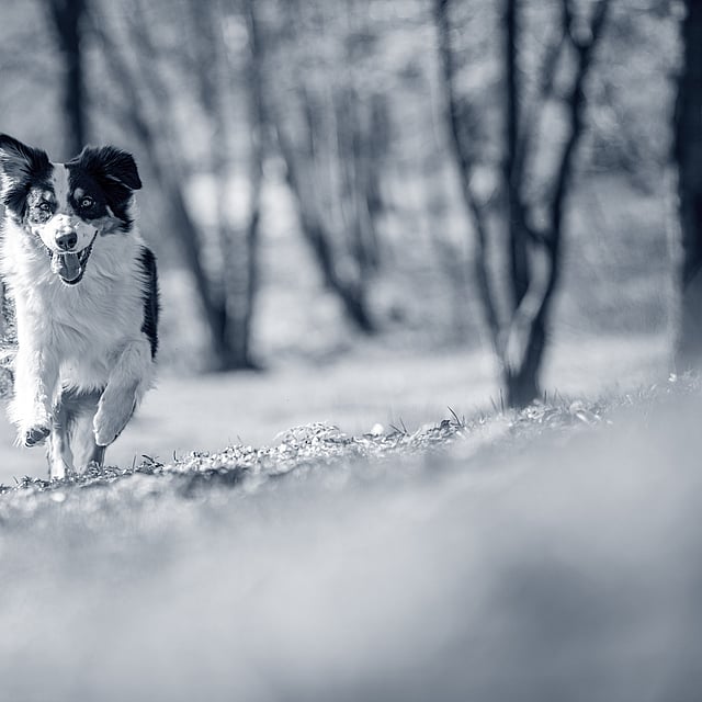 En hund som løper i gresset.