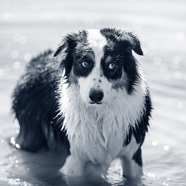 En hund som står i vann.