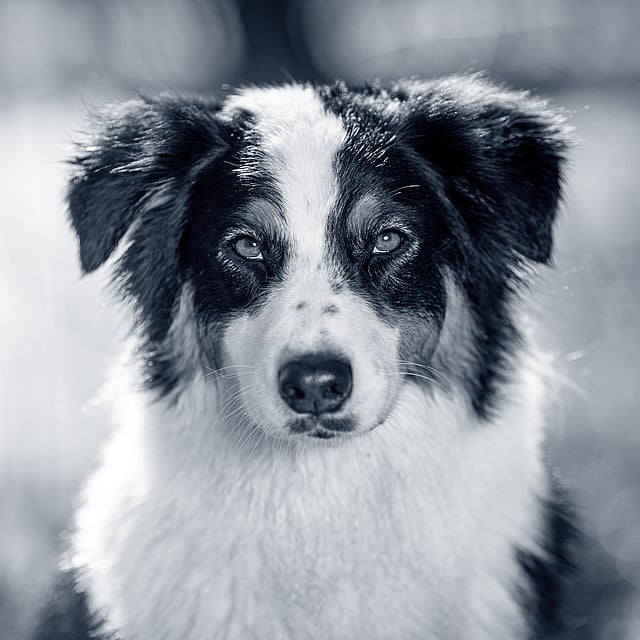 En svart og hvit hund.