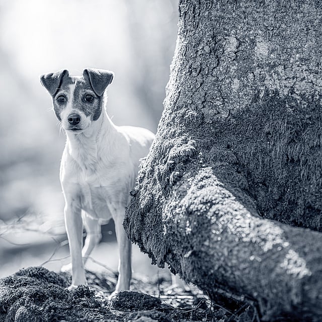 En hund som står ved siden av et tre.