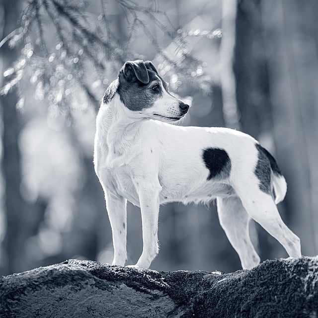 En hund som står på en stein.