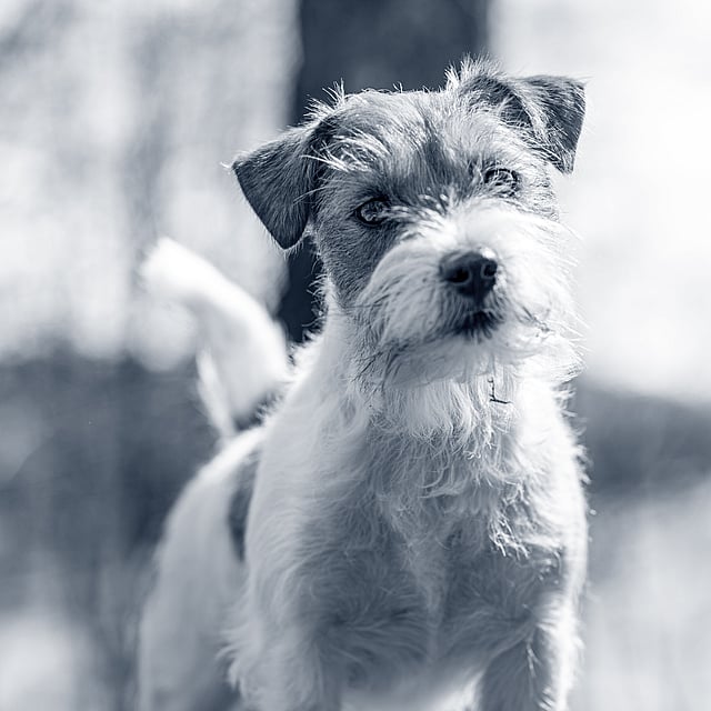 En hund som står ute i snøen.