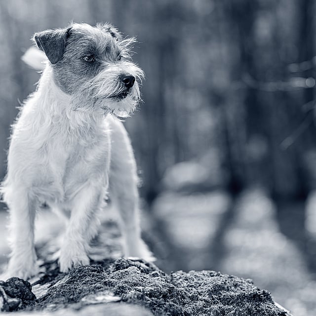 En hund som står på en stein.