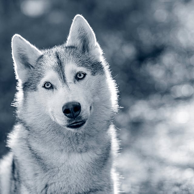En hund som ser inn i kameraet.