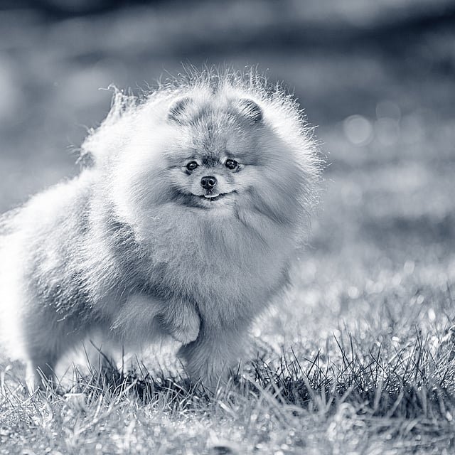 En fluffy hund som løper i gresset.