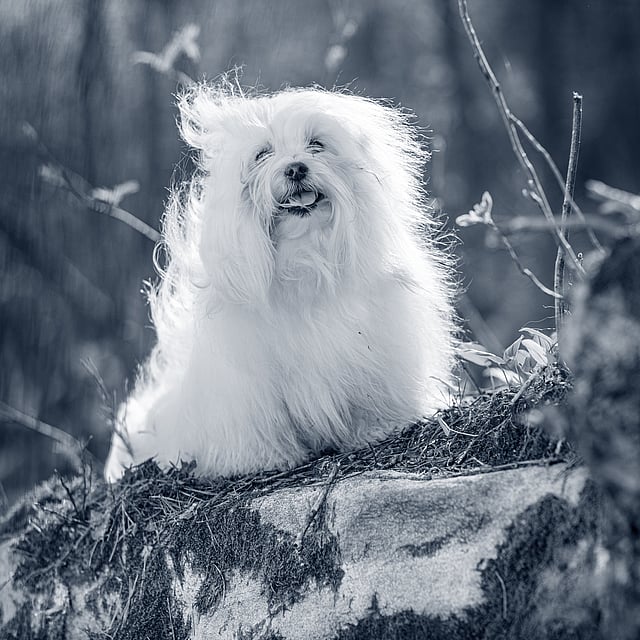 En hvit hund som sitter på en stein.