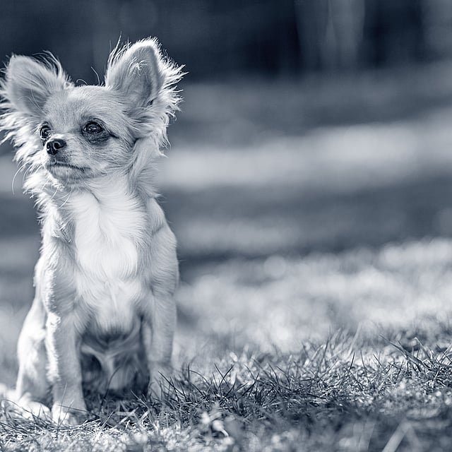 En liten hund som sitter i gresset.