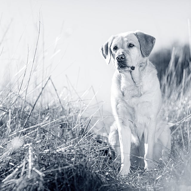 En hund som sitter i høyt gress.