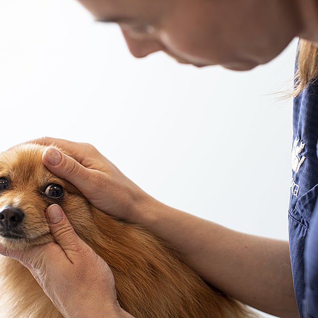 En person som klapper en hund.