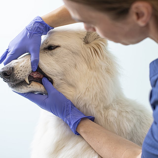 En person i blå hansker som berører munnen til en hund.