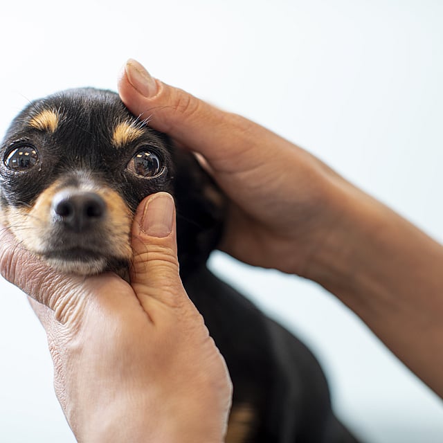 En person som holder en hund.