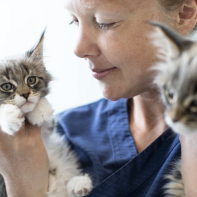 En person som holder en kattunge.