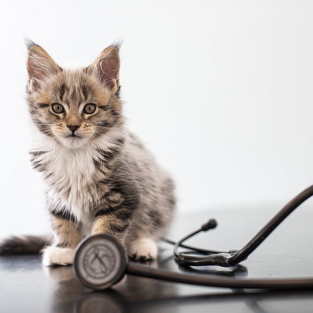 En katt som sitter ved siden av et stetoskop.
