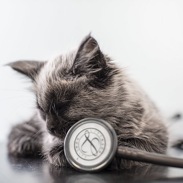 En katt som ligger på et bord ved siden av et stetoskop.
