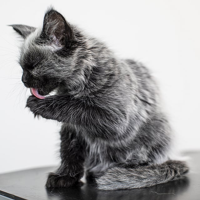 En katt som slikker poten sin.