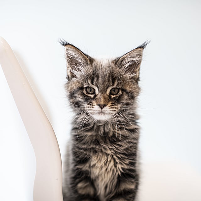 En katt som sitter på en stol.