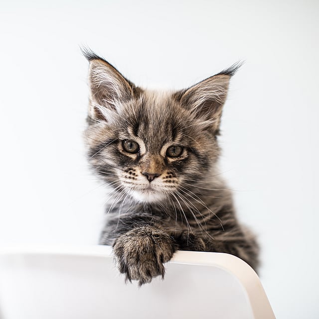 En katt som sitter på en stol.
