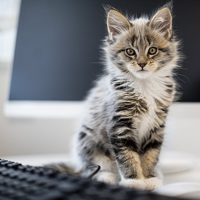 En katt som sitter på en benk.