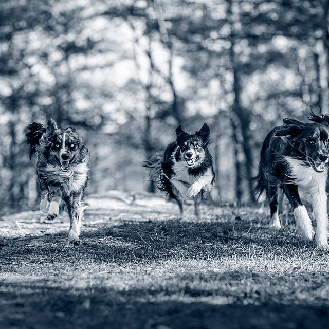 En gruppe hunder som løper i skogen.