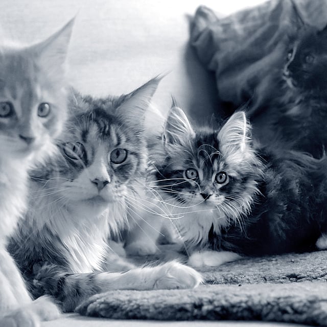 En gruppe katter på et teppe.
