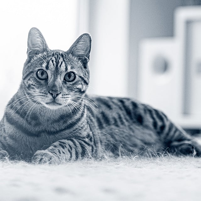 En katt som ligger på gulvet.