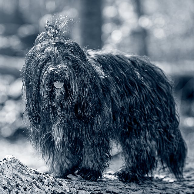Et svart-hvitt-bilde av en hund.