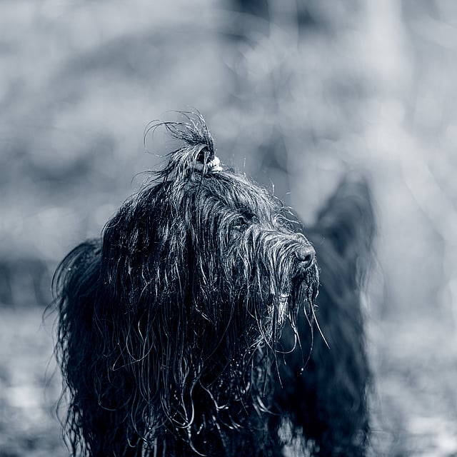En våt hund med hestehale.