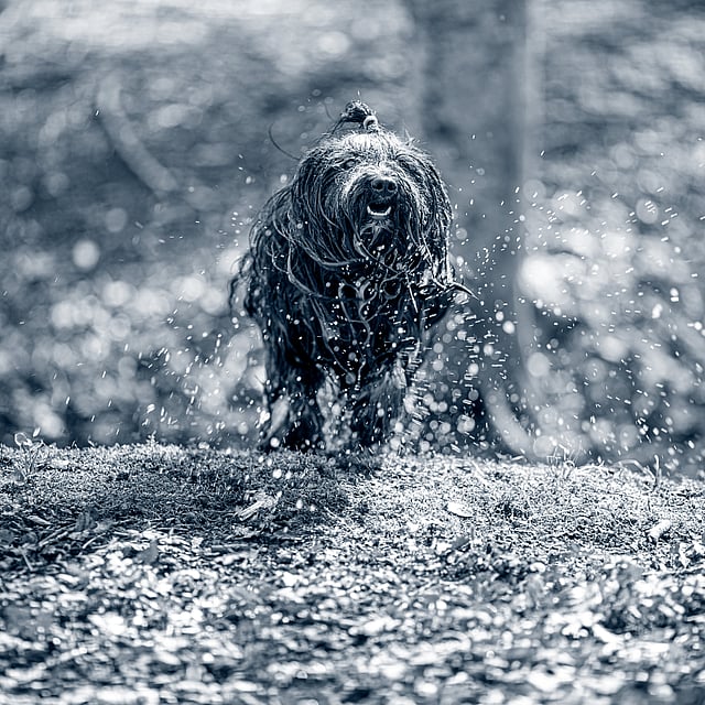 En hund som står i jorda.