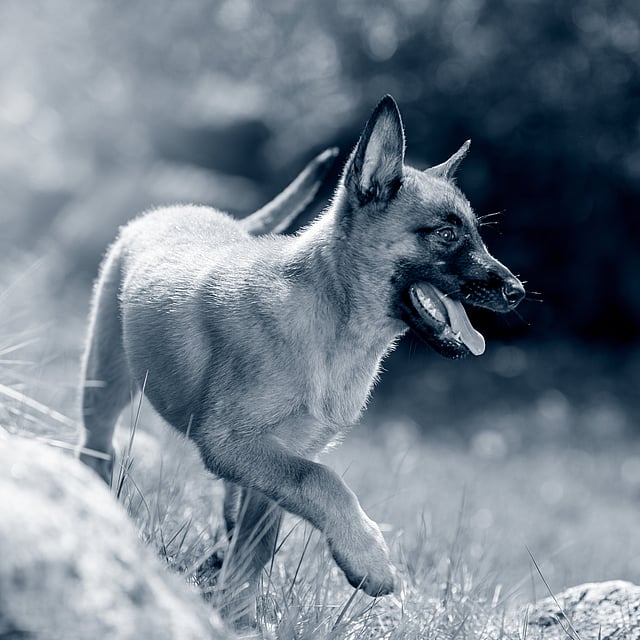 En hund som løper i gresset.