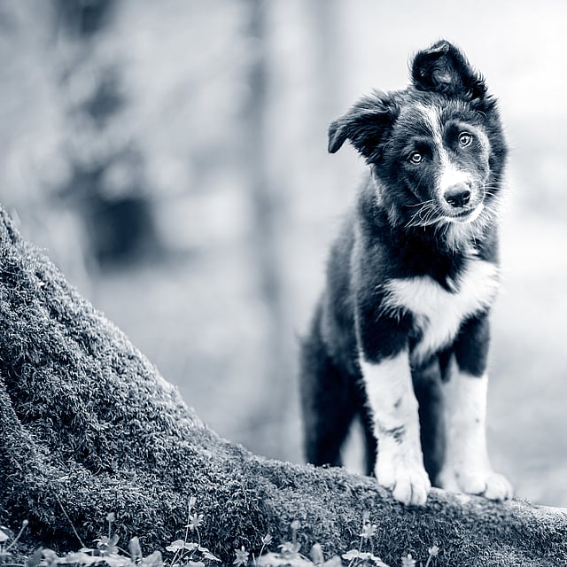 En hund som står på en tømmerstokk.