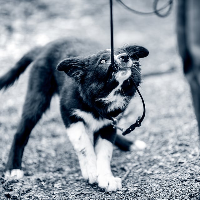 En hund i bånd.