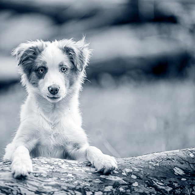 En hund som står på en tømmerstokk.