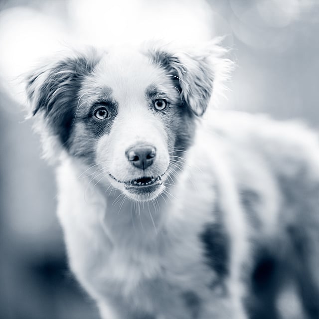 En hund som ser inn i kameraet.