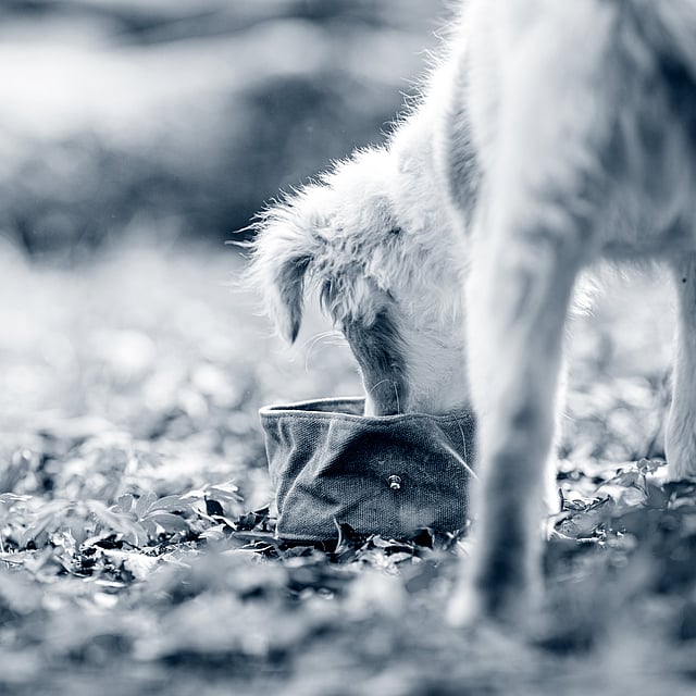 En hund som spiser ut av en bolle.