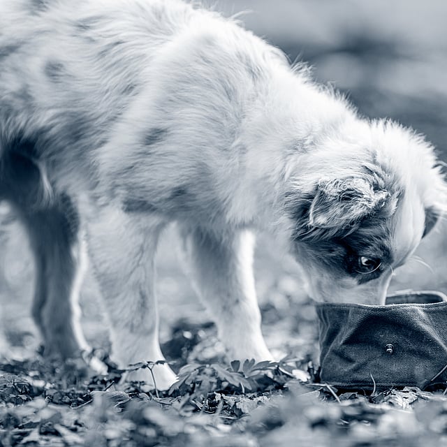 En hund som snuser på en liten gjenstand.