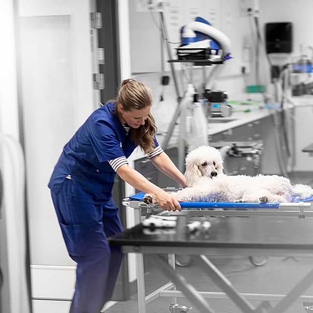 Et par personer i et rom med en hund på båre.