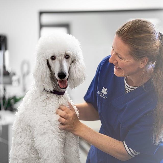 En person i blå skrubb som klapper en hvit hund.