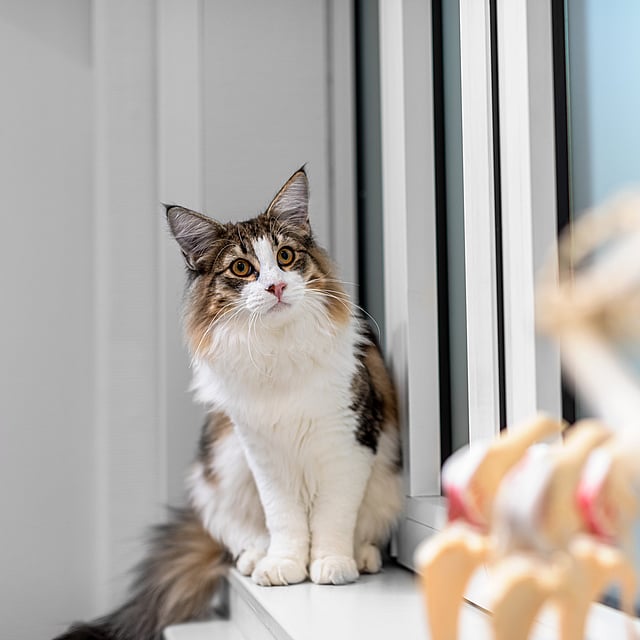 En katt som sitter i en vinduskarm.