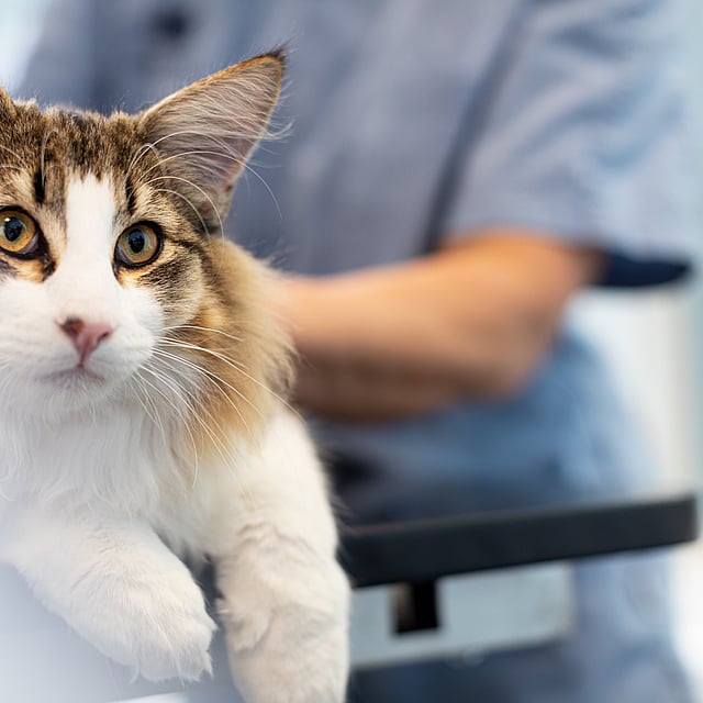 En katt med gule øyne.