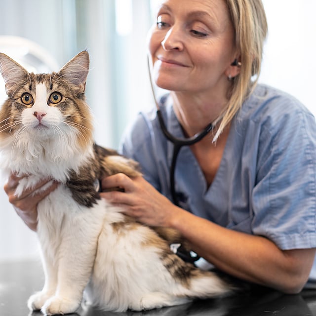 En person med stetoskop som undersøker en katt.