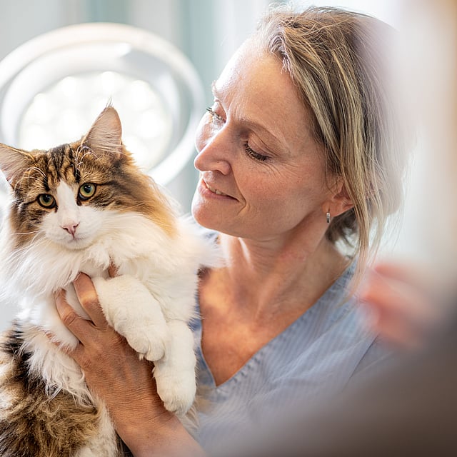En person som holder en katt.