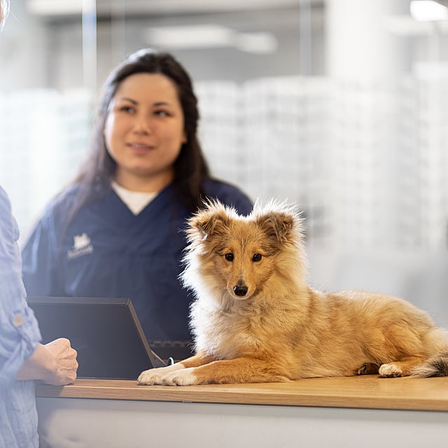En person som står bak et skrivebord med en hund.