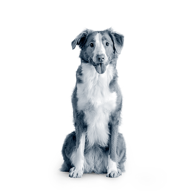 En hund som sitter på gulvet.