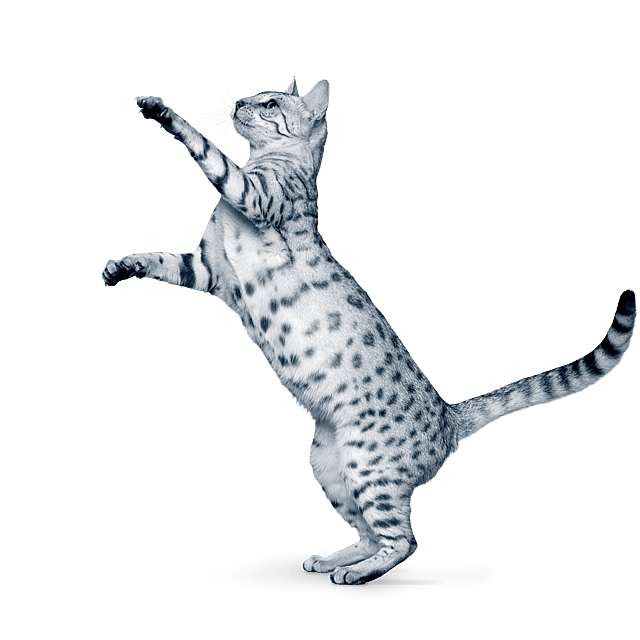 En katt som står på bakbena.