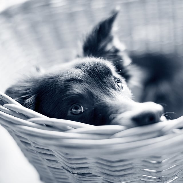 En hund i en kurv.
